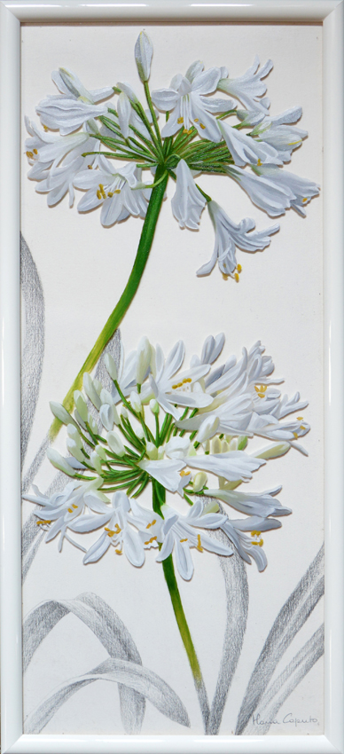 Agapanthus bianchi