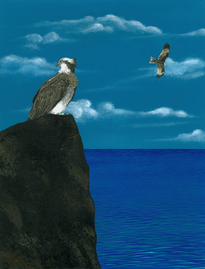 De Arte Venandi Cum Avibus - Il falco pellegrino